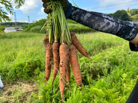 自然の甘みがぎゅっと詰まった！農薬不使用にんじん 5kg（農薬・化学肥料・除草剤・防虫剤不使用／家庭用サイズ）