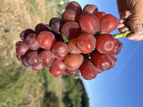 ！すぐ出荷！クレジットカードで支払いの方のみ！まるせい果樹園のぶどう　富士の輝き　500ｇ　バラ詰め　自家用　贈答用　ｂｈ1