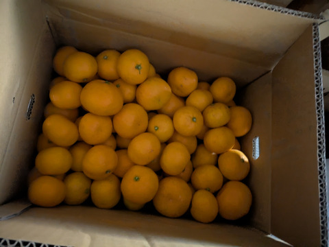 ありがとうSALE！食べ過ぎ注意！山畑の有田みかん 5kg