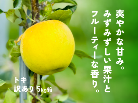 残り20ケース！【フルティーサマーアップル】トキ 5キロ箱 訳あり品 商品ID21060長野県 信州 安曇野 リンゴ 幻 幻のリンゴ 予約 希少 旬