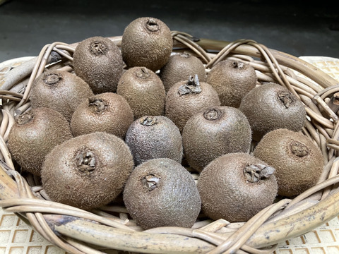 農薬・化学肥料・除草剤不使用　愛媛県産ふぞろいのキウイたち（ヘイワード）5kg(50個前後)（ご家庭用）
