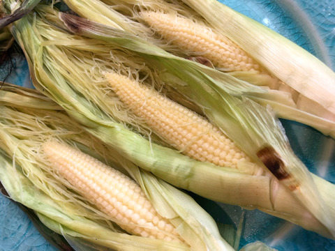 【今だけ】ホワイトショコラのヤングコーン（数量限定）３kg