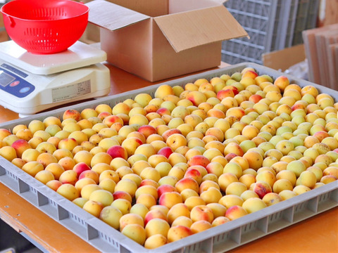 【手摘み】完熟紅小梅　２ｋｇ　農薬不使用 自然栽培 四万十産