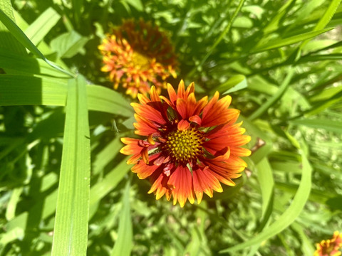 【15本】ルドベキア　あまり馴染みがない、まるで茶色のコスモスのような、茶色のひまわりのような鮮やかな花