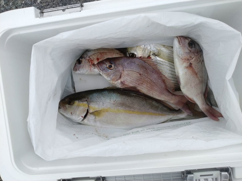 一本釣り、カゴ漁　鮮魚ボックス　3k