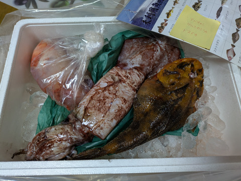 ☆YouTubeで紹介☆ へんな魚ボックス【年明け発送】魚種指定不可、お届け日指定不可の商品です