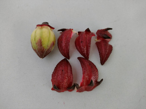 ローゼル700g(農薬化学肥料不使用)