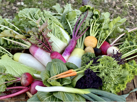 Sサイズ｜信州産｜モリモリ！冬野菜の玉手箱