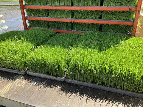 もちプチ！香ばし玄米餅 (1包)