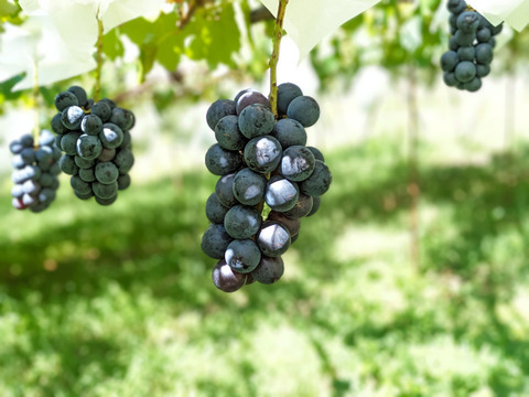 濃厚な甘さ皮まで美味！ナガノパープル4kg（9～16房）※長野県認証/農薬節減栽培（信州の環境にやさしい農産物認証）