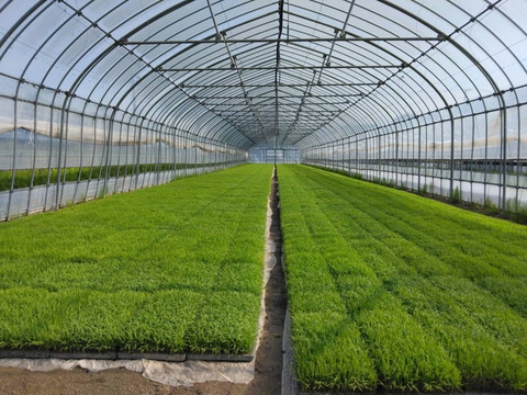 【新米】令和５年産・特別栽培米つや姫(2kg)