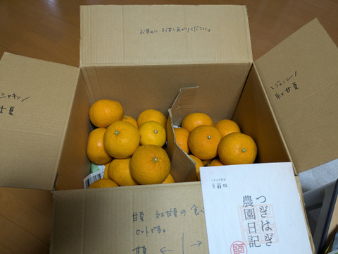 ジューシー！自然農の甘夏と紅甘夏　食べ比べ　8kg