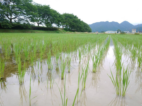 【2024年産】自然栽培のお米『旭（あさひ）』白米２ｋｇ