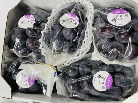 訳あり！家庭用『ニューピオーネ』岡山県産 1.8~2kg：岡山県産の