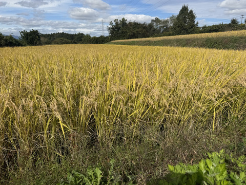 【令和7年産 新米】須賀川の自然が育てたコシヒカリ玄米 10kg