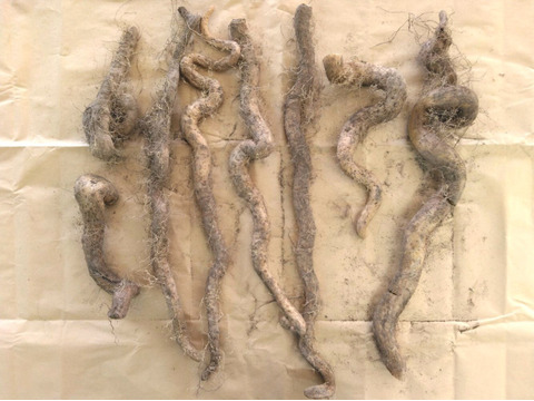 2kg⭐️訳あり⭐️自然薯⭐️《超特価！》