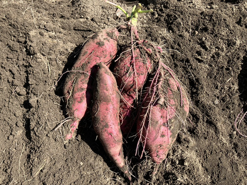 【はねだしでお得】あまーい自然栽培さつまいも(約4,5㎏)