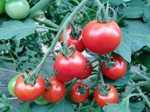 甘味と酸味が絶品！ほれまる１kg