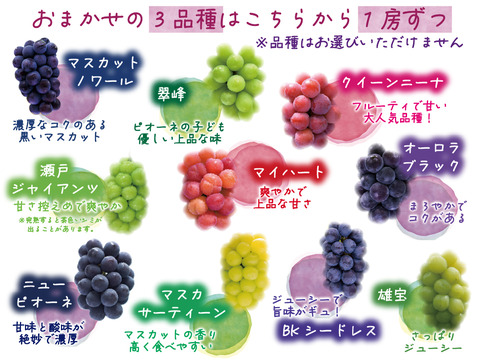 花笑み農園　岡山のぶどう4種食べ比べ『シャイン＋厳選３種』約2kg（4房）家庭用【9/16～順次発送】4M-2家