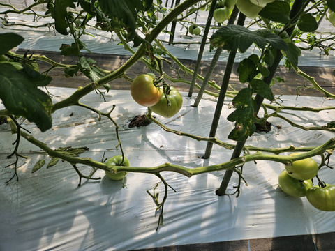 おいしさと環境配慮のハーモニ―『The夏秋とまと』(秋/青-ピンク/A品/2.5キロ前後)