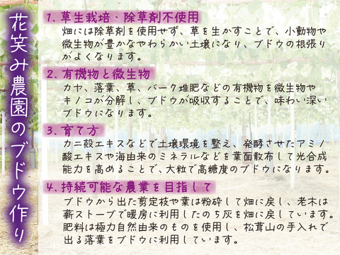 花笑み農園　岡山のぶどう4種MIX『シャイン＋厳選３種』約2kg（4房）家庭用【9/16～順次発送】4M-2家