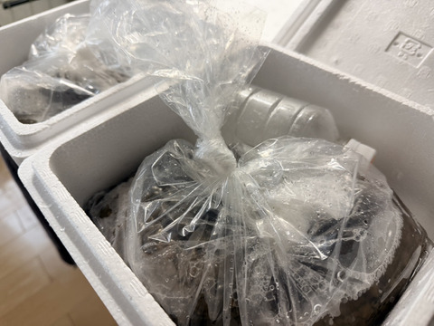 陸奥湾なまこ約1キロ(札幌～関東圏限定)東北以外の午前指定は出来ません、