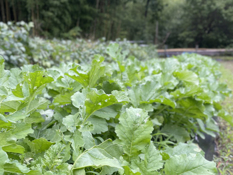 山のミネラルたっぷり！ソノちゃんのこだわり野菜とお米のセット5〜6品種