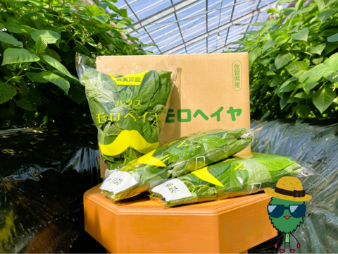 【2箱セット】ネバネバに秘めた高栄養価！夏のハウスモロヘイヤ（100g×10袋×2箱）