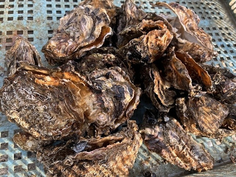 【1口500円】令和7年10月 牡蠣大量死 生産者応援チケット