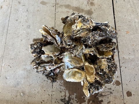 【1口500円】令和7年10月 牡蠣大量死 生産者応援チケット