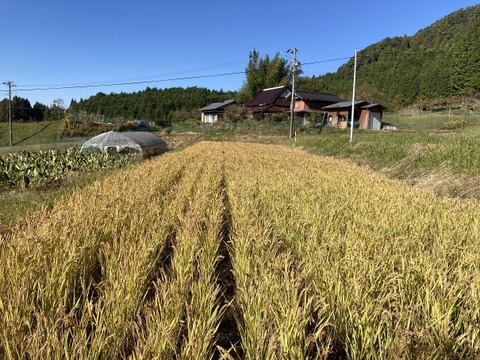【自然栽培】ハッピーヒルウルチ玄米5kg　農薬不使用・無肥料栽培　令和５年　岐阜県産