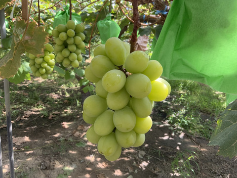 シャインマスカットとニューピオーネ又はオーロラブラック１房づつ(１房500g前後)８月下旬より順次発送