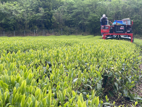 【釜炒り茶★シングルオリジン】おくみどり(R7年産一番茶100g)×3袋セット