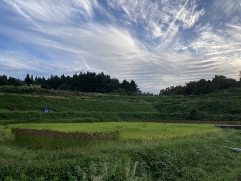 おかず不要の旨味💧新潟の天陽・天水・谷風が注ぐ棚田「とちおてらす」のお米(15kgセット)🌾コシヒカリ🌾玄米🍚農薬肥料不使用