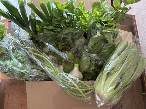 ≪畑をぐるっと収穫≫旬彩野菜バスケット＊80サイズ　7〜8品