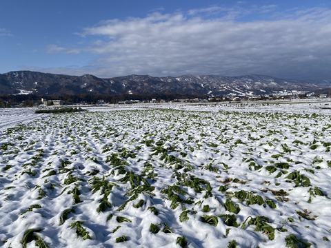 【雪下野沢菜】雪下になって旨みアップ！発祥の地域産、5kg