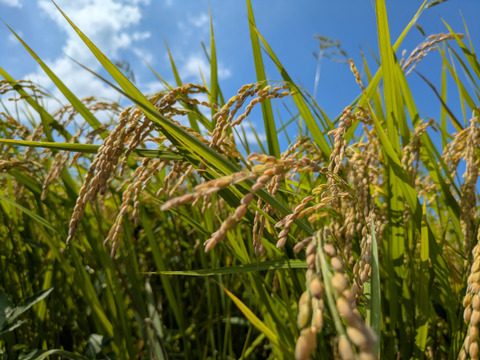 【令和7年新米】　鳥取県産　コシヒカリ　10kg
