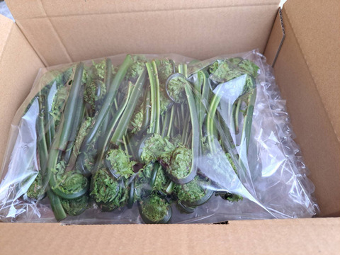 天然 山形県産 青こごみ　春の香りを召し上がれ！　750g(250g×3)