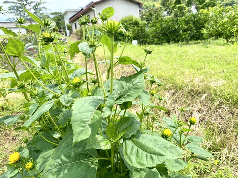 【5本（1本に約３つの花）まるで菊のようなヒマワリ（ロドンゴールド）