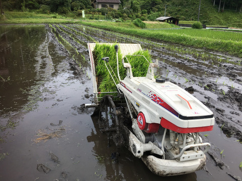 【自然栽培】あきたこまち玄米5kg　農薬不使用・無肥料栽培　令和５年　岐阜県産