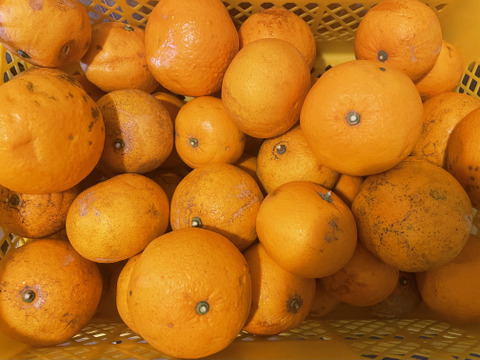 【農薬不使用】［格安］訳あり甘夏 箱込み4.8キロ以上　サイズは250g以下Sサイズ
ジュース🍹やジャム作りに最適
糖度11度以上　当農園調べ