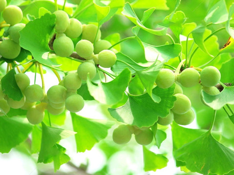 【低温熟成】天然銀杏５００ｇ 農薬不使用 自然栽培 四万十産