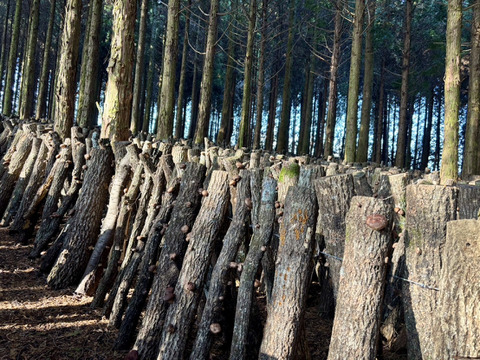 【母の日ギフト】原木栽培　干し椎茸　椎茸粉ギフトセット