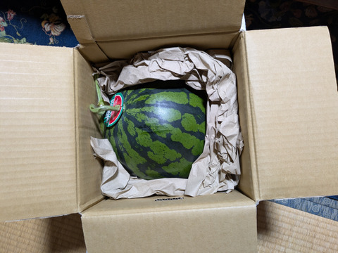 【植木スイカの旬】！熊本植木町産スイカ『祭ばやし』7kg以上