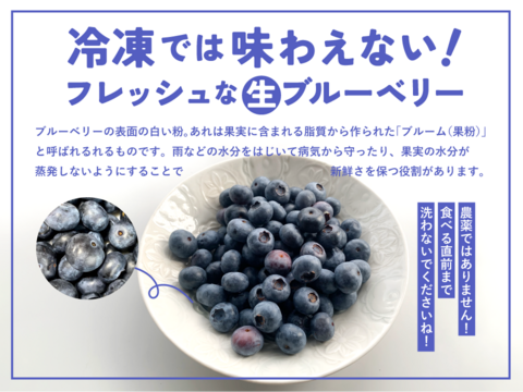 【食べチョク高評価No.1】ブルーベリー約1キロ【栽培期間中農薬不使用】大小ミックス 商品ID40461  旬 生食用 加工用 ベリー 果物 ギフト 贈答 家庭用 予約 6月 7月