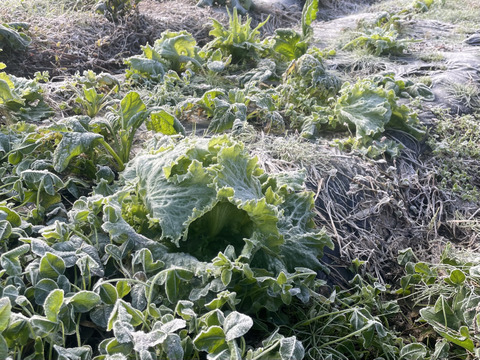 【お試しサイズ】山のミネラルたっぷり！ソノちゃんのこだわり野菜セット6〜7種