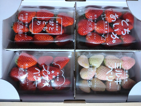 【食べチョク限定】摘みたて直送！ミルキーベリー入り！とちぎのいちご4種詰め合わせセット（4パック）（260ｇ×4パック）【いちご食べ比べ】