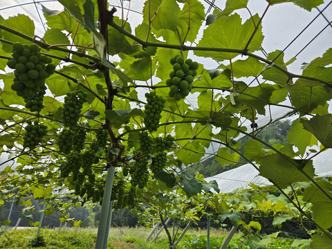 生でもジュースでも！面倒だけどクセになるナイアガラ１キロ