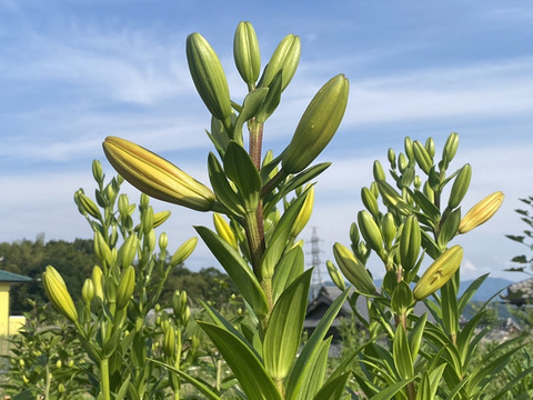 【5本、40㎝】大人可愛いユリ（つぼみ）