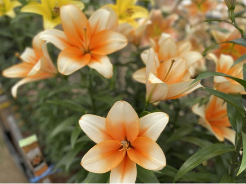 【簡易包装】オレンジエンペラー5本束■AOT系■まるで南国のお花のプルメリアみたい❤